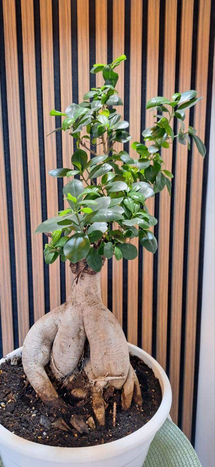 Bonsai Apartment Subotica